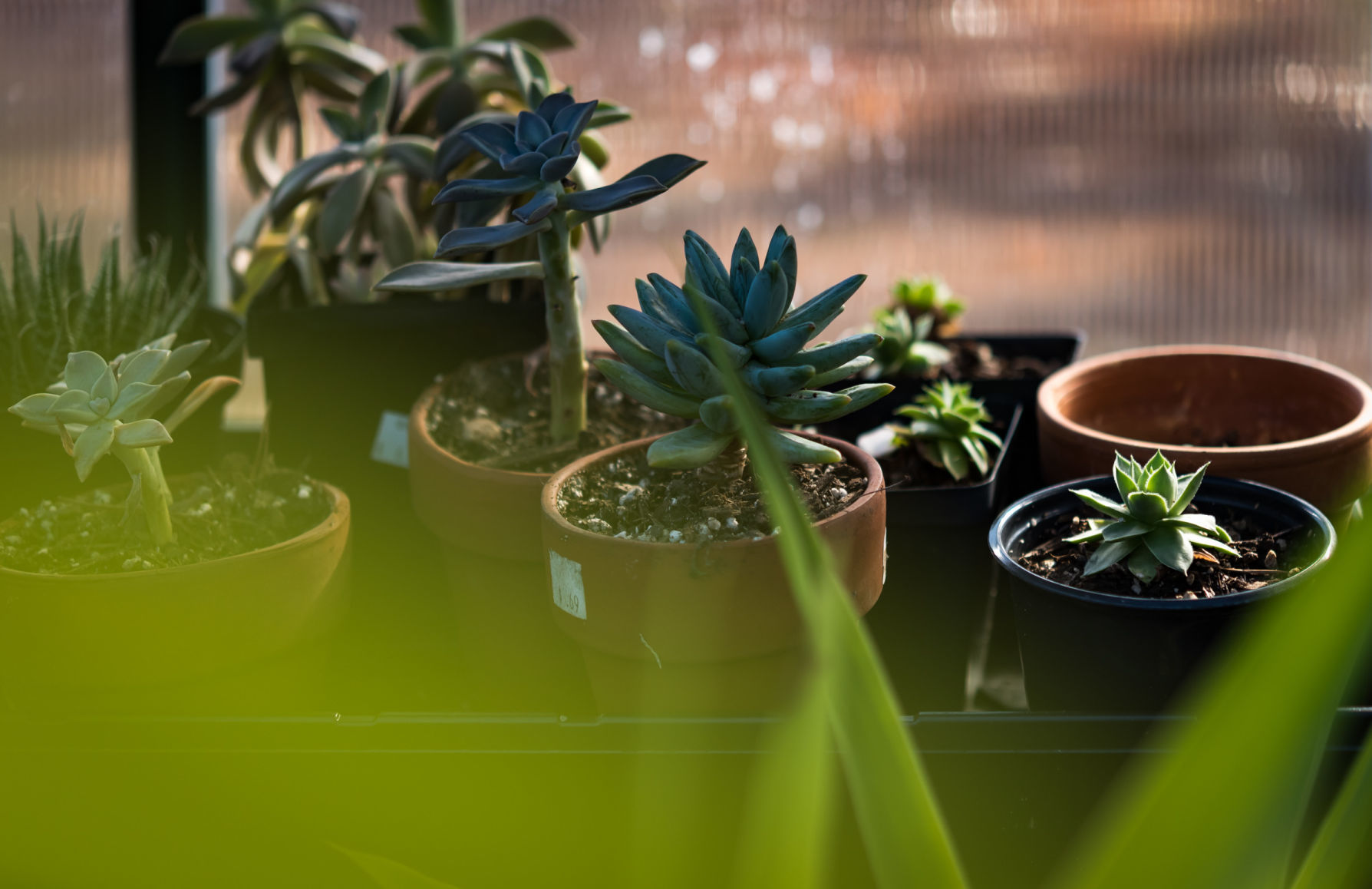 Plant Love